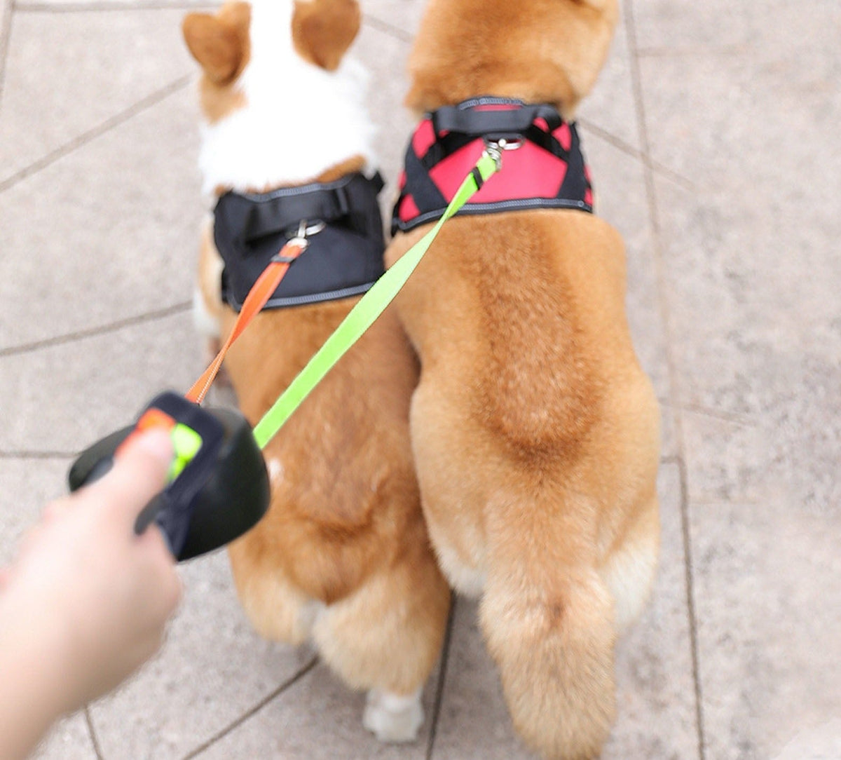 PawLink Duo Hondenriem – Dubbele Rollijn met LED & Reflectie