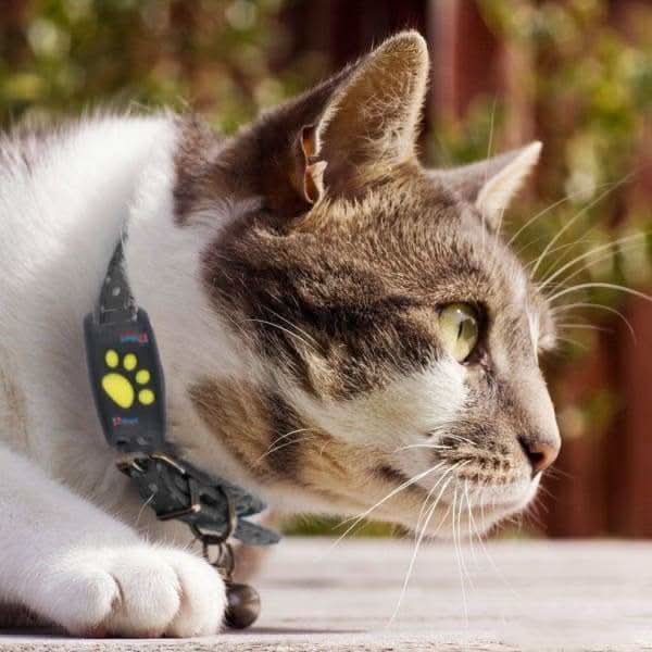 GPS-tracker voor honden en katten – Real-time locatie, lichtgewicht & lange batterijduur (Copy) Vestragear